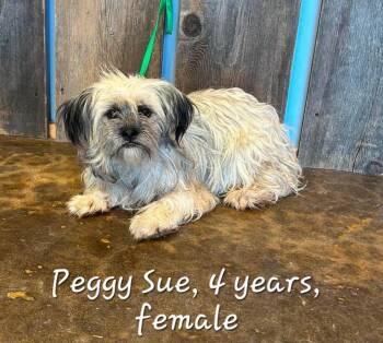 PEGGY SUE 375 -  Terrier Dog for Adoption in New Berlin, Wisconsin - PEGGY SUE 375 | PetCurious