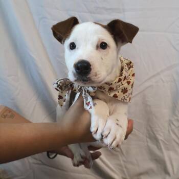 Blondie -  Mixed Breed Dog for Adoption in Saint Charles, Missouri - Blondie | PetCurious