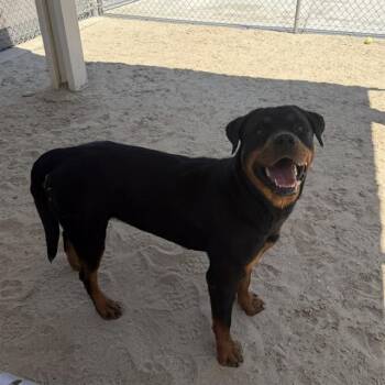 SAMUS -  Rottweiler Dog for Adoption in Thousand Palms, California - SAMUS | PetCurious