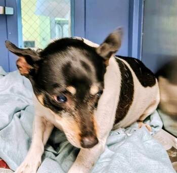 JACK -  Rat Terrier and Mixed Breed Dog for Adoption in St. Louis, Missouri - JACK | PetCurious