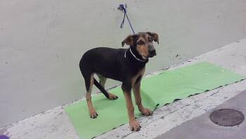 A2092820 -  Labrador Retriever and Mixed Breed Dog for Adoption in Houston, Texas - A2092820 | PetCurious