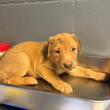 TUSC-Stray-84732_2_3_4_5 -  Hound and Shepherd Dog for Adoption in Tuscaloosa, Alabama - TUSC-Stray-84732_2_3_4_5 | PetCurious