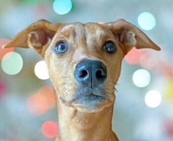 Kelsea -  Mixed Breed Dog for Adoption in Schaumburg, Illinois - Kelsea | PetCurious