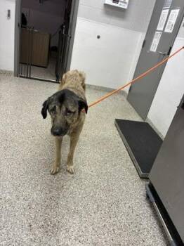 Katie -  German Shepherd Dog and Mixed Breed Dog for Adoption in Gastonia, North Carolina - Katie | PetCurious