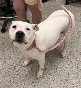 Kira -  Pit Bull Terrier and Mixed Breed Dog for Adoption in Kansas City, Missouri - Kira | PetCurious