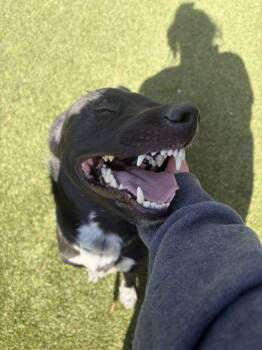 James -  Mixed Breed Dog for Adoption in Lafayette, Indiana - James | PetCurious