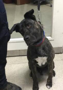 Rescue Pit Bull Terrier Dogs for Adoption in Riverside, California - BANDI | PetCurious