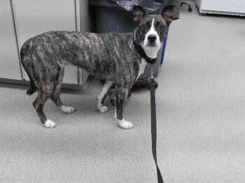 Rottweiler and Mixed Breed Dogs Available for Adoption in Omaha, Nebraska - OWLETTE | PetCurious