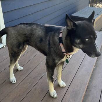 Mixed Breed Dogs Available for Adoption in Buffalo, Minnesota - Meats | PetCurious