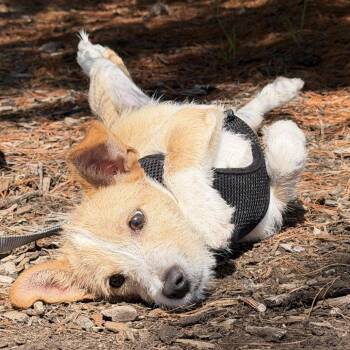 Chihuahua Dogs Available for Adoption in East Hampton, New York - Minnow | PetCurious