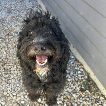 Toby -  Poodle Dog for Adoption in St. Louis, Missouri - Toby | PetCurious