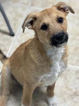 Mixed Breed and Terrier Dogs Available for Adoption in Brookshire, Texas - Sutter | PetCurious