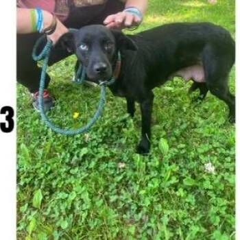 Daphne -  Terrier and Mixed Breed Dog for Adoption - Daphne | PetCurious