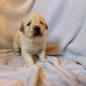 Mixed Breed Dogs Available for Adoption - Merle | PetCurious