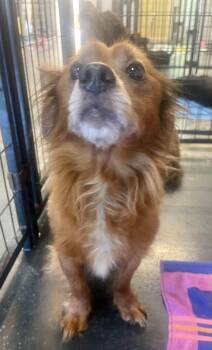 Yorkshire Terrier and Dachshund Dogs Available for Adoption - Wesson | PetCurious