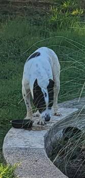 AGGY -  Terrier Dog for Adoption in San Antonio, Texas - AGGY | PetCurious