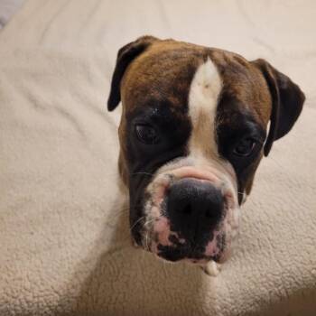 Boxer Dogs Available for Adoption in Montgomery, Texas - Rocky | PetCurious