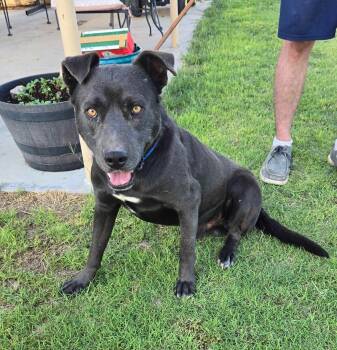 Rescue Black Labrador Retriever and American Staffordshire Terrier Dogs for Adoption in Portales, New Mexico - Rory | PetCurious