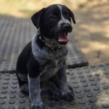 Lavender -  Australian Cattle Dog Blue Heeler and Labrador Retriever Dog for Adoption in Mansfield, Texas - Lavender | PetCurious