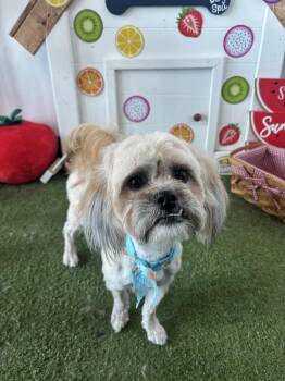 Kenrich Williams -  Lhasa Apso and Mixed Breed Dog for Adoption in Broken Arrow, Oklahoma - Kenrich Williams | PetCurious