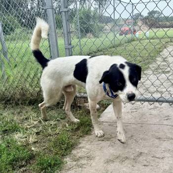 Bandit -  Border Collie and English Pointer Dog for Adoption in Albany, Missouri - Bandit | PetCurious