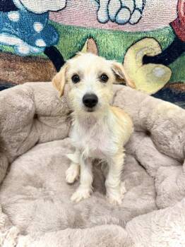 Raven -  Mixed Breed Dog for Adoption in Thousand Oaks, California - Raven | PetCurious