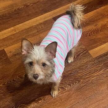 Border Terrier and Yorkshire Terrier Dogs Available for Adoption in San Diego, California - Sweet Pea | PetCurious