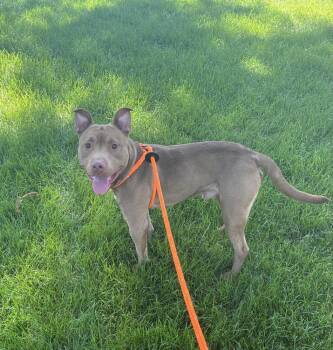 Hugo -  Staffordshire Bull Terrier Dog Available for Adoption in Fremont, Nebraska - Hugo | PetCurious
