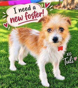 URGENT - NEW FOSTER NEEDED FOR LITTLE TULI -  Australian Terrier and Jack Russell Terrier Dog for Adoption in San Marcos, California - URGENT - NEW FOSTER NEEDED FOR LITTLE TULI | PetCurious