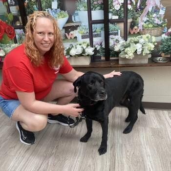 Toby -  Labrador Retriever Dog for Adoption in Elyria, Ohio - Toby | PetCurious
