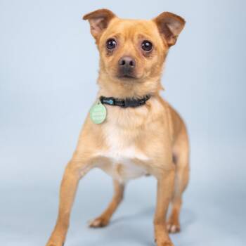 Ozzy -  Chihuahua Dog for Adoption in Portland, Oregon - Ozzy | PetCurious