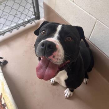 Pit Bull Terrier Dogs Available for Adoption in Reno, Nevada - Reign | PetCurious