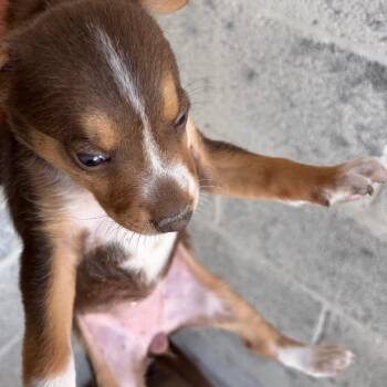 Medusa -  Shepherd and Mixed Breed Dog for Adoption in Edinburg, Texas - Medusa | PetCurious