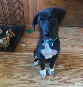 Mira (In New England) -  Great Pyrenees Dog for Adoption in Alexander, Arkansas - Mira (In New England) | PetCurious