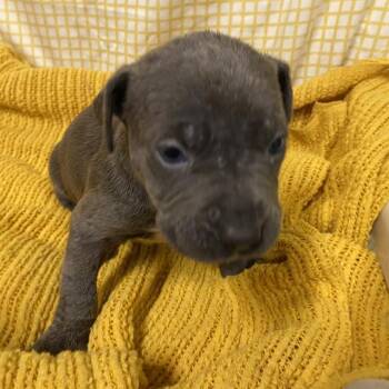 A611711 -  Pit Bull Terrier and Mixed Breed Dog for Adoption in Modesto, California - A611711 | PetCurious