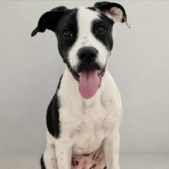 Poppy -  Boxer and Pit Bull Terrier Dog for Adoption in Newport Beach, California - Poppy | PetCurious