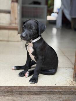 Blackie -  Black Labrador Retriever Dog for Adoption in Fort Belvoir, Virginia - Blackie | PetCurious