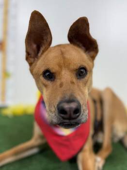 Alana-One of our Amazing Rescue Dogs -  Carolina Dog and Basenji Dog for Adoption in Carlsbad, California - Alana-One Of Our Amazing Rescue Dogs | PetCurious