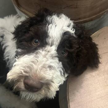 Standard Poodle Dogs Available for Adoption - Betty *adoption Pending* | PetCurious