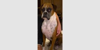Boxer Dogs Available for Adoption in Hewitt, Texas - Lou III - Silver Heart | PetCurious