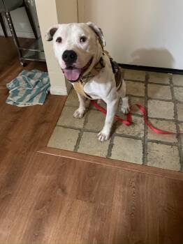 Pit Bull Terrier Dogs Available for Adoption - Austin  | PetCurious