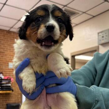 Terrier Dogs Available for Adoption in Birmingham, Alabama - Jacie | PetCurious