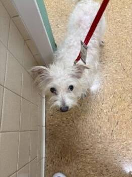 Lolly -  West Highland White Terrier Westie and Mixed Breed Dog for Adoption in San Antonio, Texas - Lolly | PetCurious