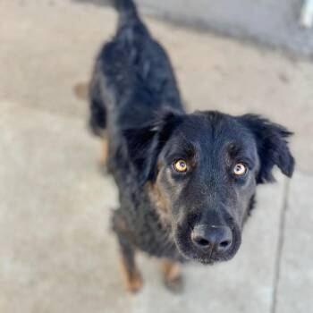Shepherd and Mixed Breed Dogs Available for Adoption - Dallas | PetCurious