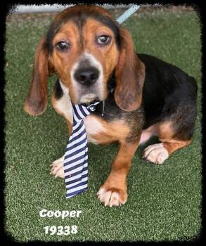Beagle Dogs Available for Adoption in Marietta, Georgia - COOPER See Also BEAU | PetCurious