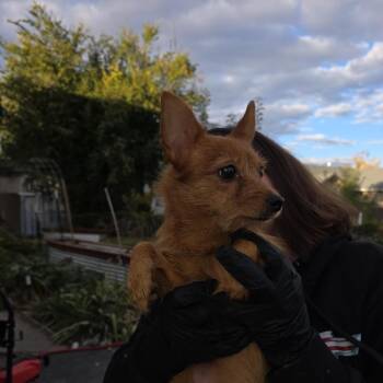 Margi -  Mixed Breed Dog for Adoption in Bend, Oregon - Margi | PetCurious
