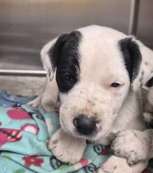 COCA COLA -  Pit Bull Terrier and Mixed Breed Dog for Adoption in Dayton, Ohio - COCA COLA | PetCurious