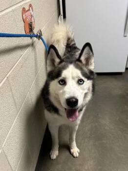 Rescue Siberian Husky Dogs for Adoption in Dekalb, Illinois - On The Rocks | PetCurious