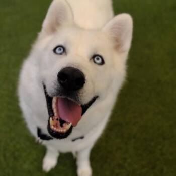 Ghost -  Husky and Mixed Breed Dog for Adoption in Merriam, Kansas - Ghost | PetCurious