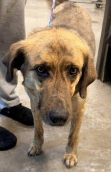Shepherd and Mixed Breed Dogs Available for Adoption in Bowling Green, Kentucky - Eustis | PetCurious